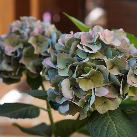 شقة Zirmhof سالباخ هينترغليم