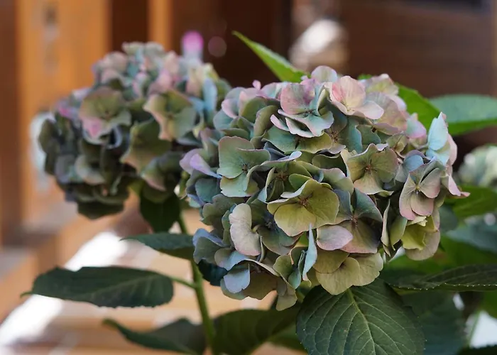 شقة Zirmhof سالباخ هينترغليم